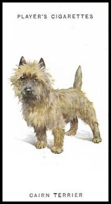 41 Cairn Terrier